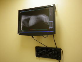 レントゲン2 画像